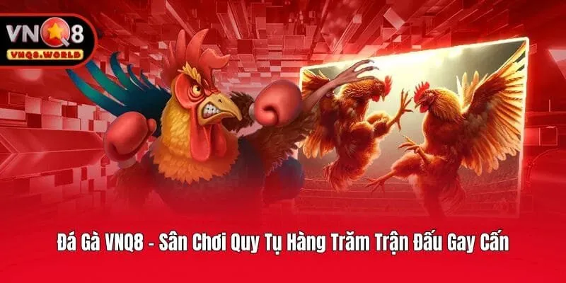 Đá Gà VNQ8 - Sân Chơi Quy Tụ Hàng Trăm Trận Đấu Gay Cấn